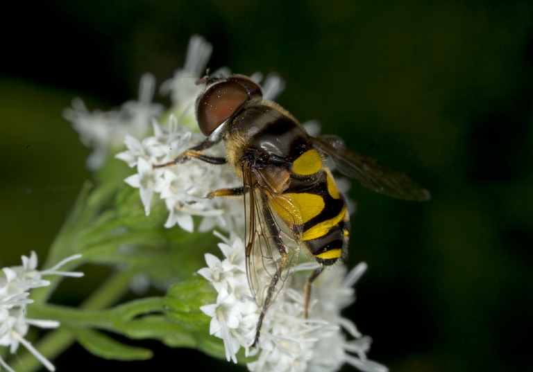 Eristalis transversa? Syrphidae