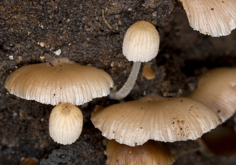 Coprinellus disseminatus? Psathyrellaceae