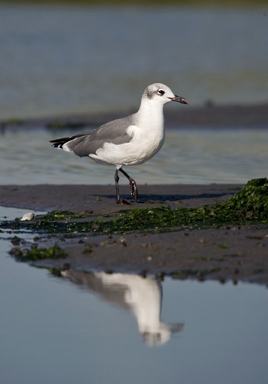 Larus atricilla Laridae