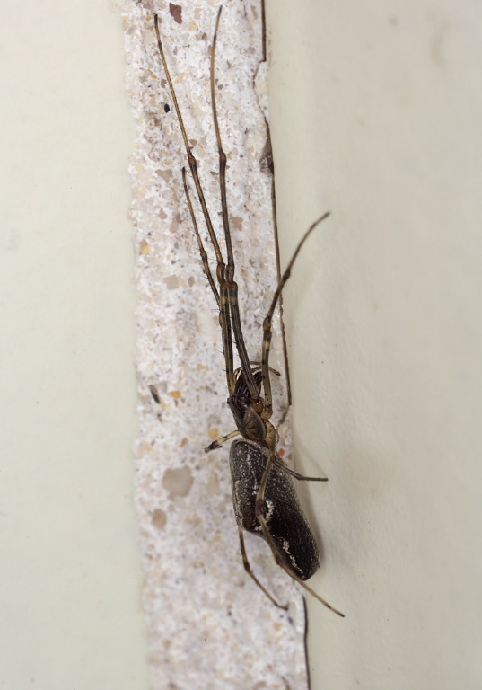 Tetragnatha sp. Tetragnathidae