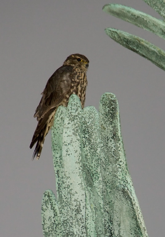 Falco columbarius Falconidae