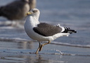 lesser_black-backed_g_70539