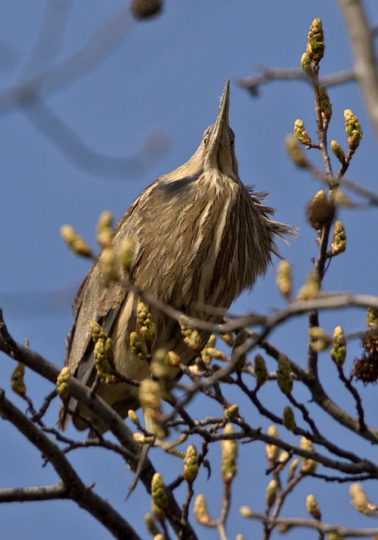 Botaurus lentiginosus Ardeidae