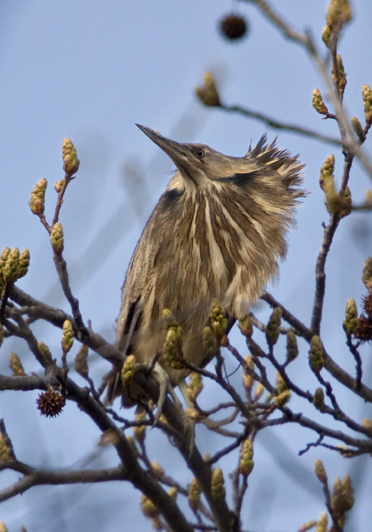 Botaurus lentiginosus Ardeidae