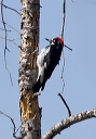 acorn_woodpecker_6600