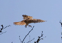 american_kestrel_6448