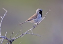 black-throated_sparrow_6181