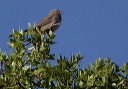 canyon_towhee_6539