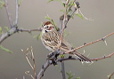 lark_sparrow_6339