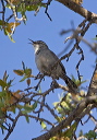 rock_wren_6636