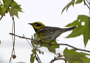 townsend_s_warbler_6271