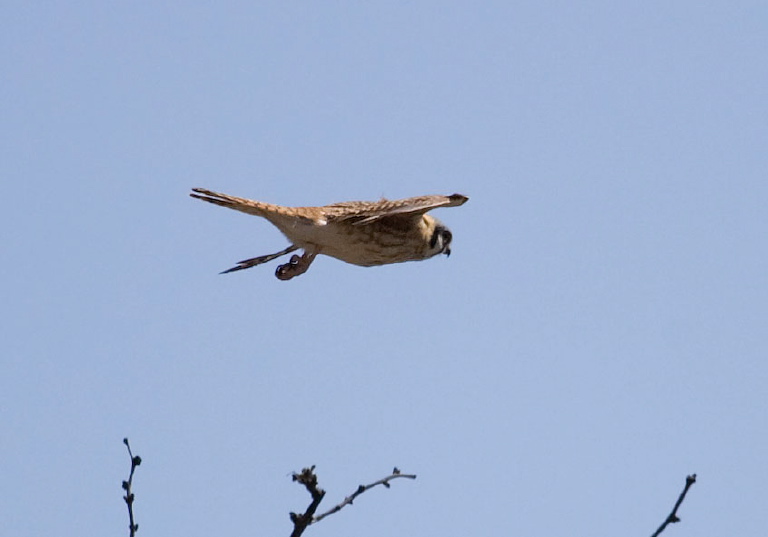 Falco sparverius Falconidae