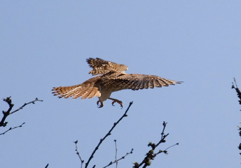 Falco sparverius Falconidae