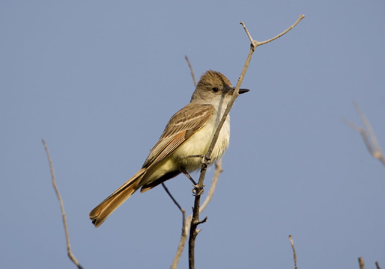 Myiarchus cinerascens Tyrannidae