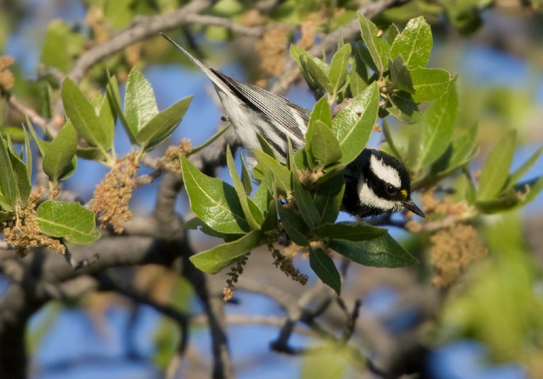 Dendroica nigrescens Parulidae