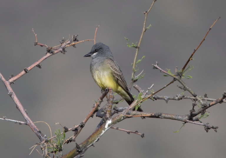 Tyrannus vociferans Tyrannidae
