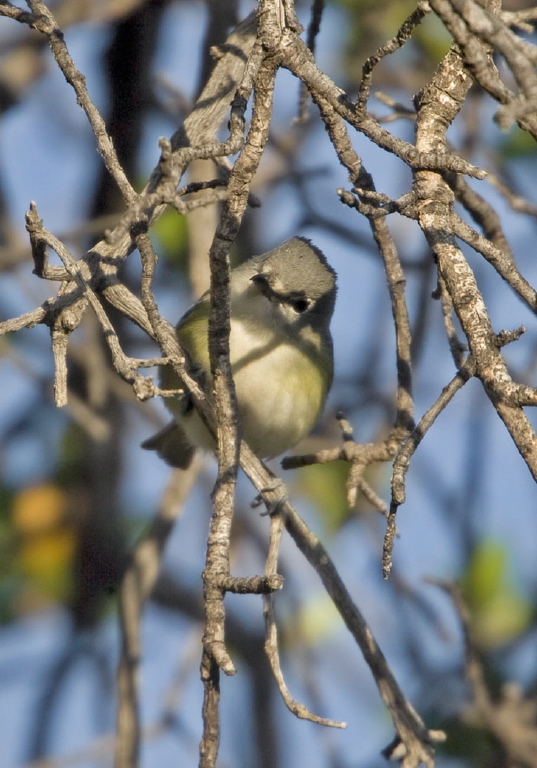 Vireo cassinii Vireonidae