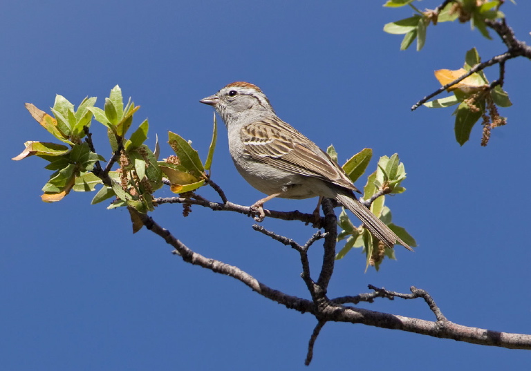 Spizella passerina Emberizidae