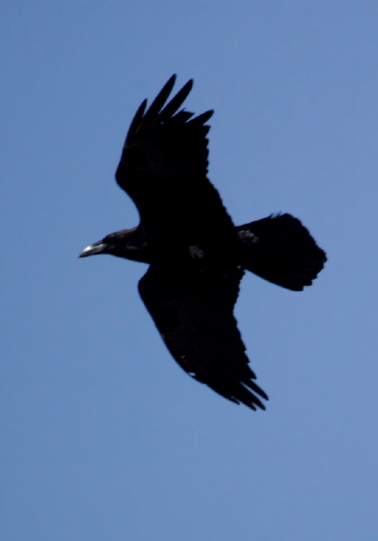 Corvus corax Corvidae