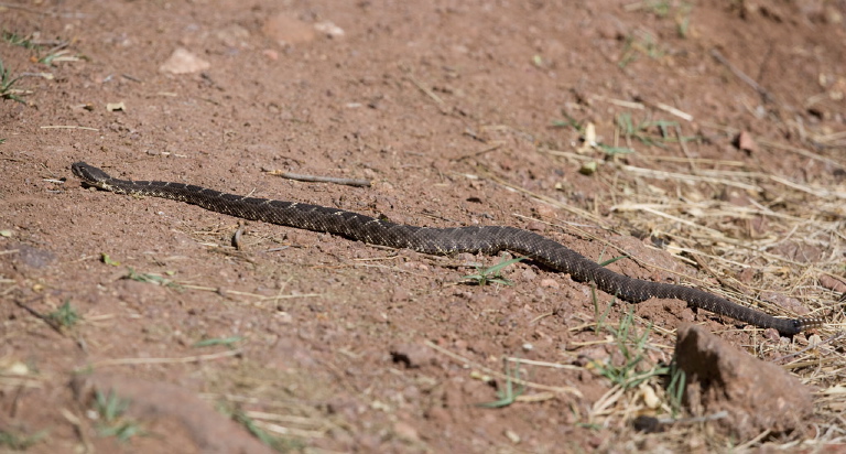 Crotalus oreganus cerberus Viperidae