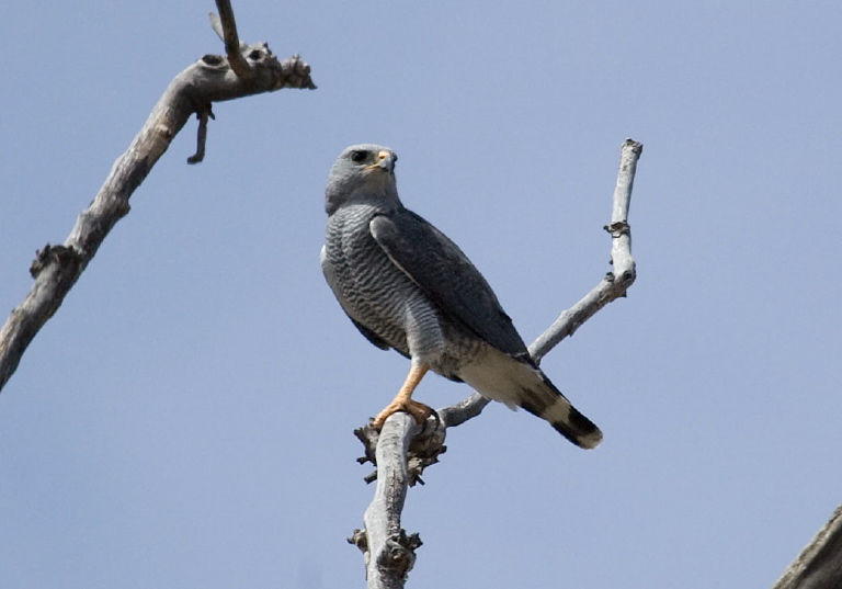 Asturina nitida Accipitridae