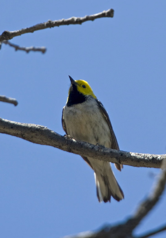 Dendroica occidentalis Parulidae