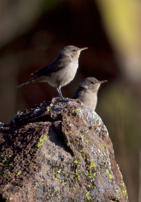 Troglodytes aedon Troglodytidae