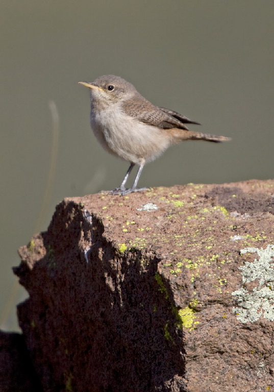 Troglodytes aedon Troglodytidae