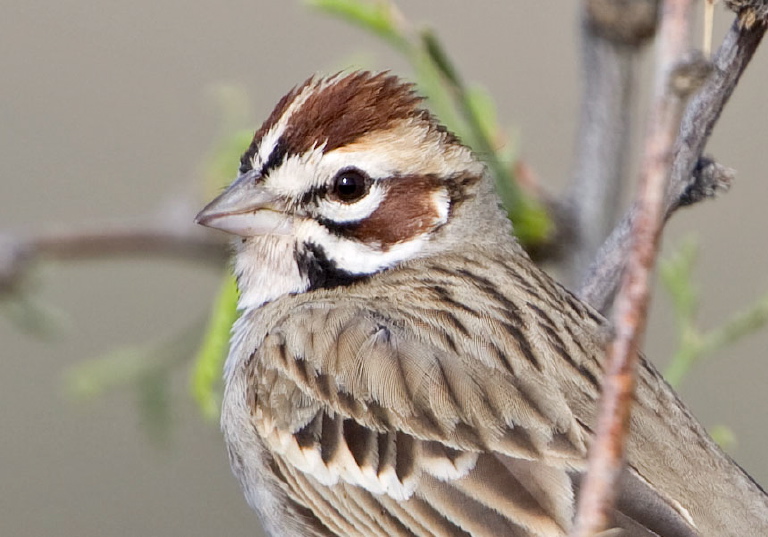 Chondestes grammacus Emberizidae