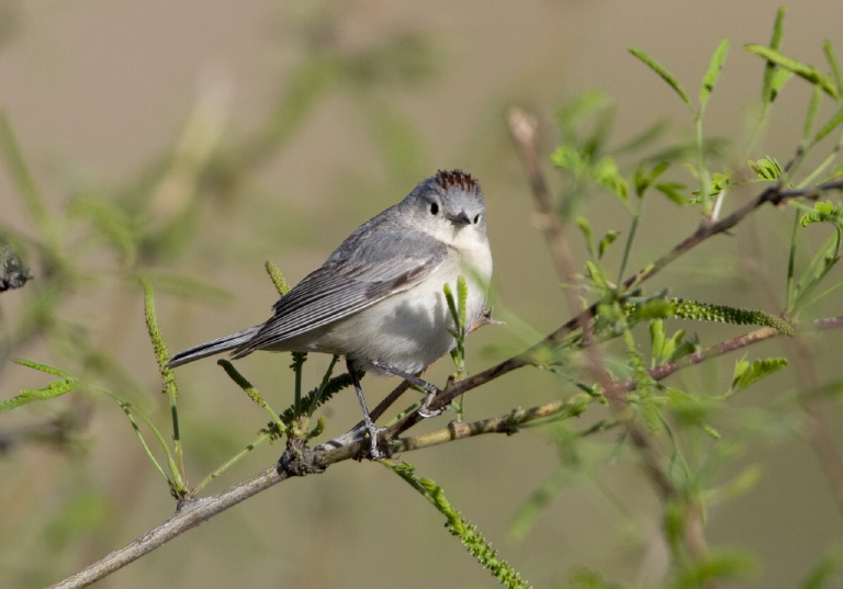 Vermivora luciae Parulidae