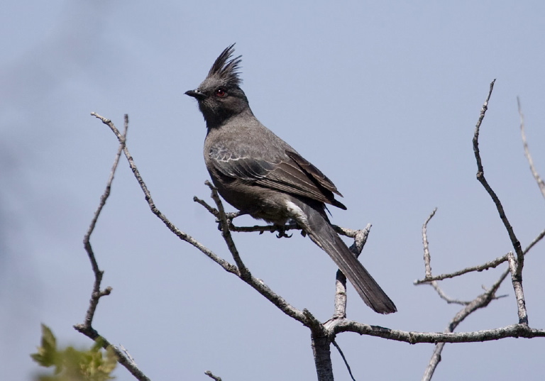 Phainopepla nitens Ptilogonatidae