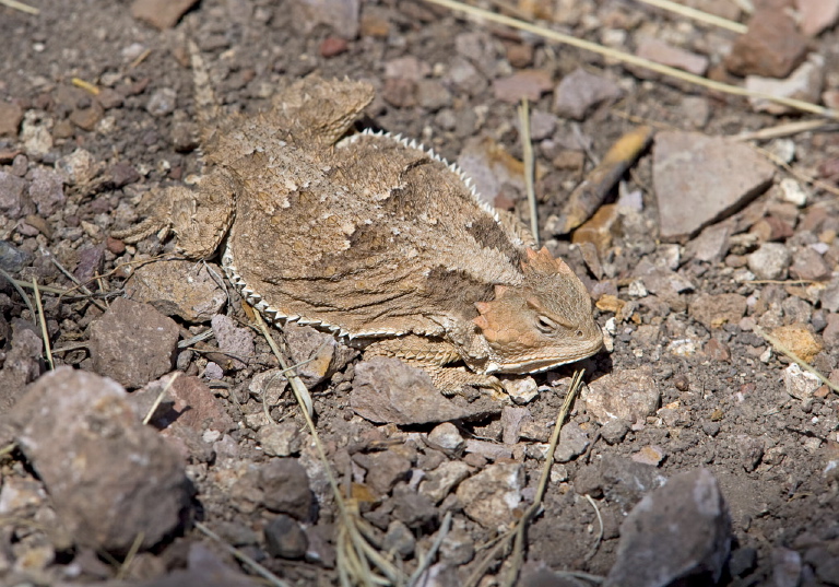 Phrynosoma hernandesi Phrynosomatidae