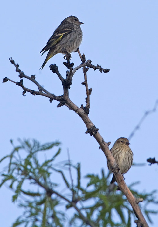 Carduelis pinus Fringillidae