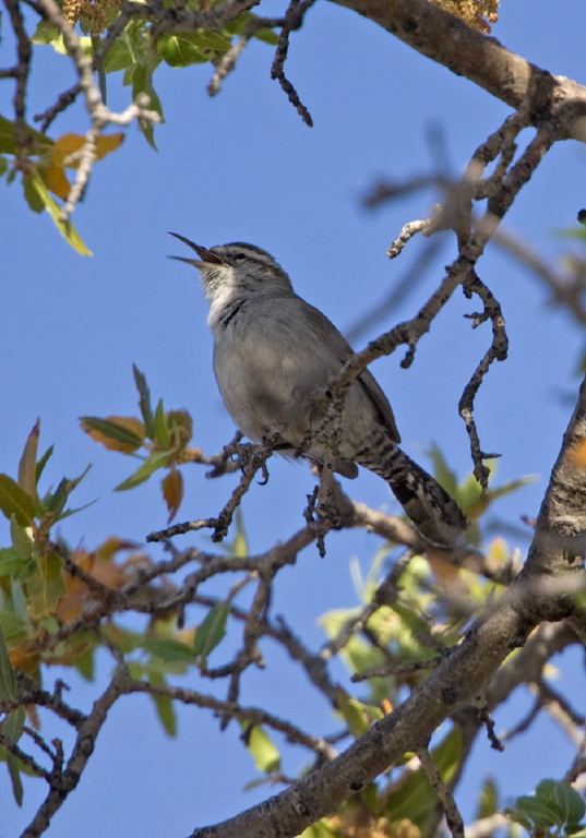 Salpinctes obsoletus Troglodytidae