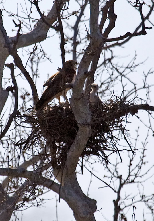 Buteo swainsoni Accipitridae