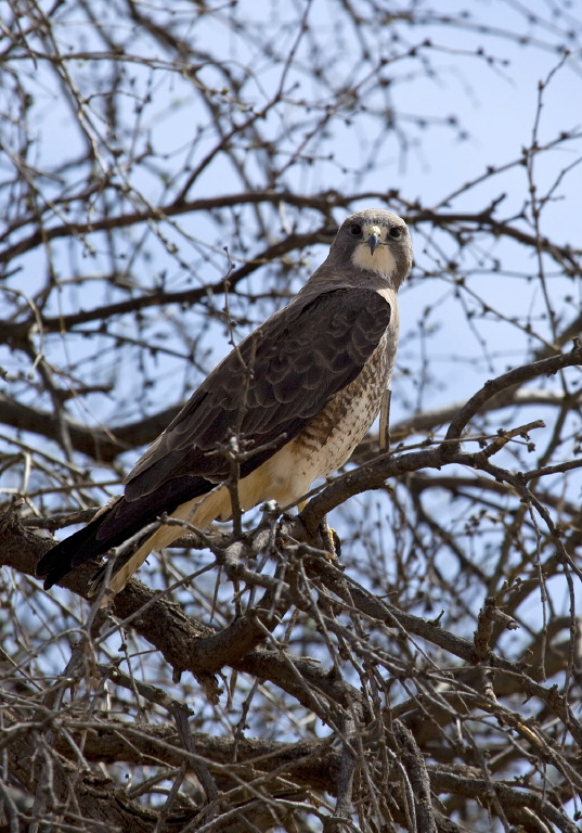 Buteo swainsoni Accipitridae