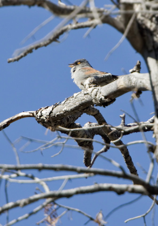 Junco phaeonotus Emberizidae