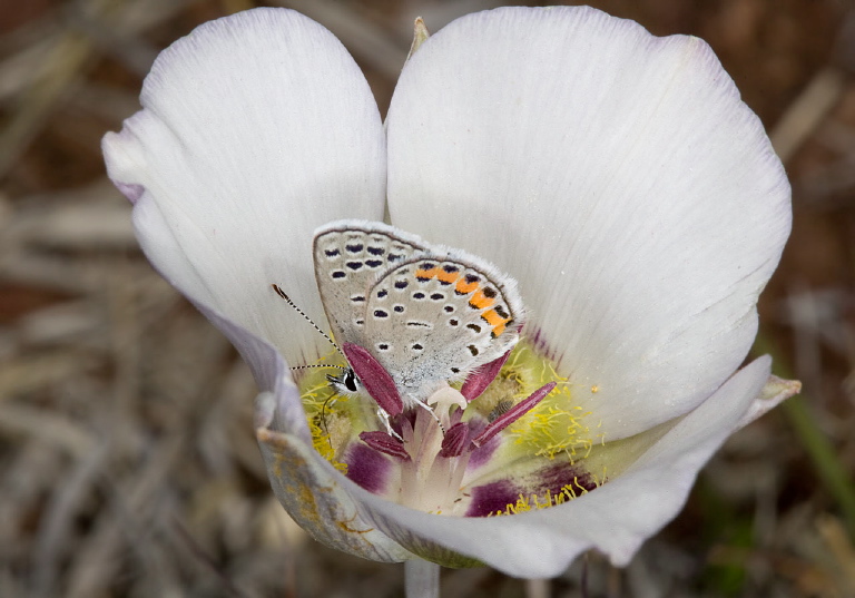 Plebejus lupini texanus Lycaenidae