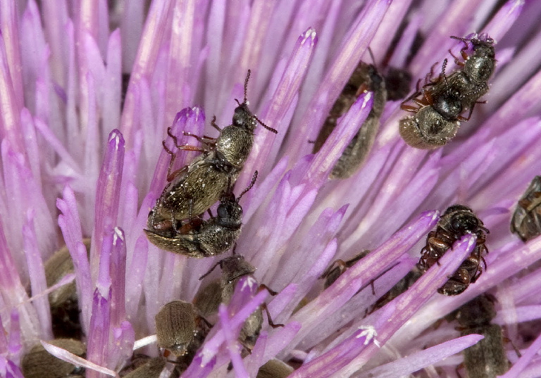 Dasytinae sp. Melyridae