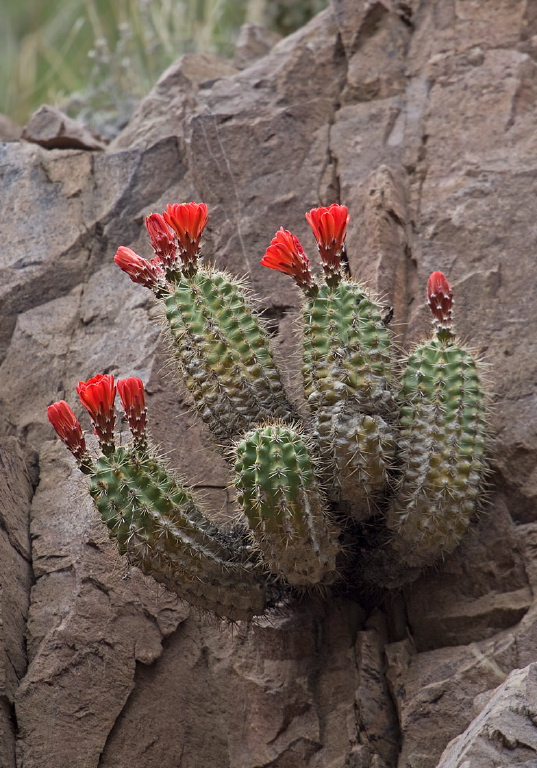 Echinocereus triglochidiatus Cactaceae