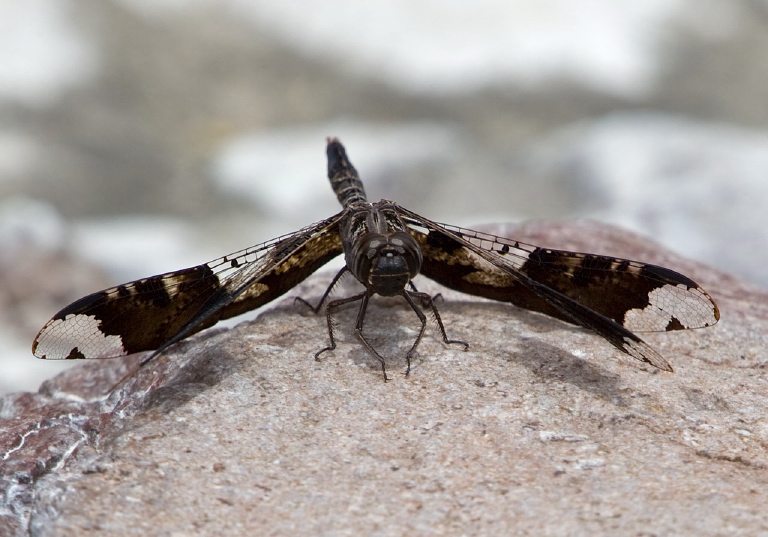 Pseudoleon superbus Libellulidae