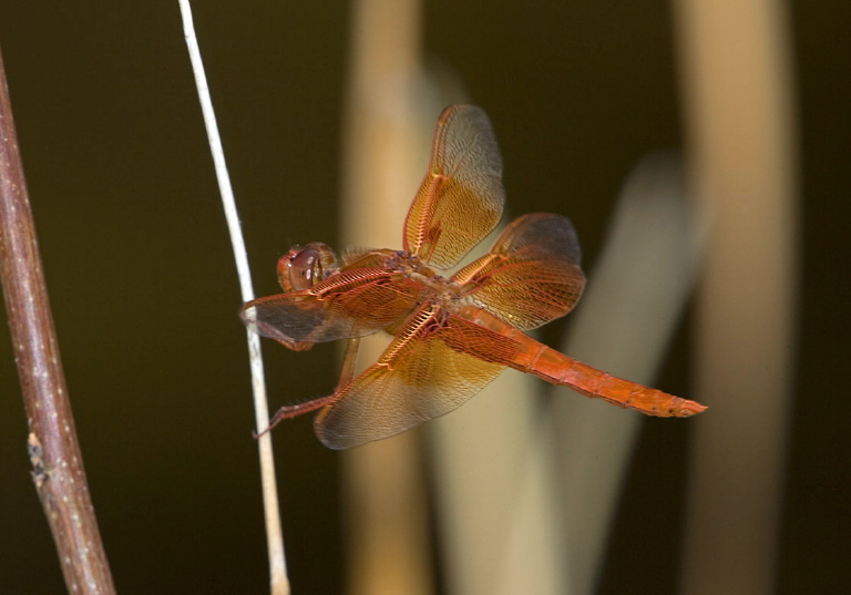 Libellula semifasciata Libellulidae