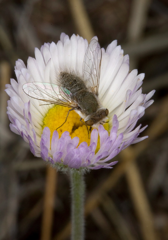 Pantarbes sp. Bombyliidae