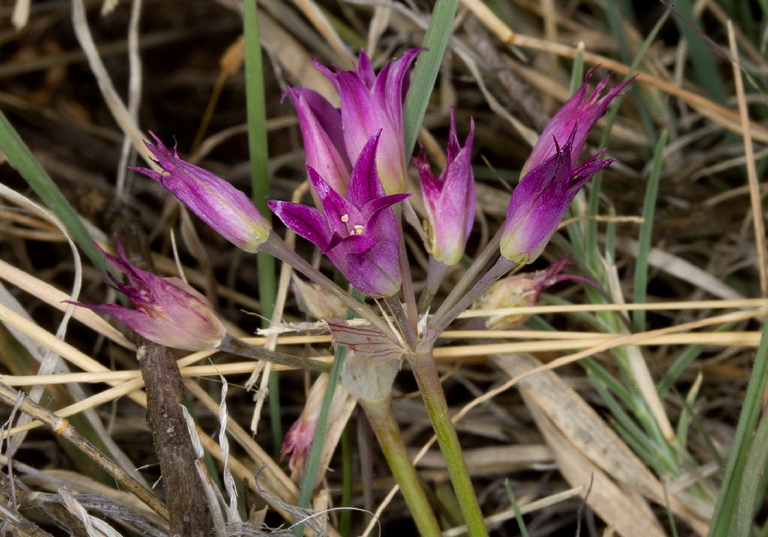 Allium acuminatum Liliaceae