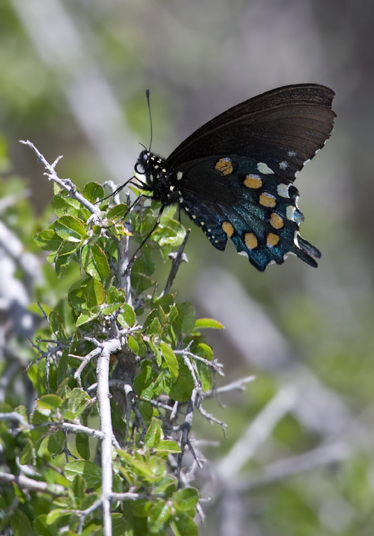 Battus philenor Papilionidae