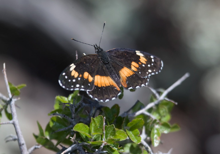 Chlosyne lacinia Nymphalidae