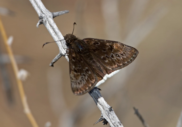 Erynnis tristis? Hesperiidae