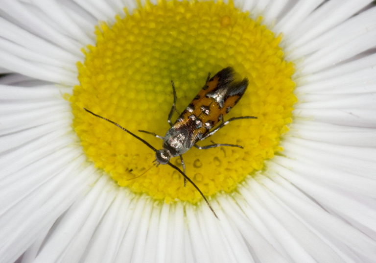 Neoheliodines arizonense? Heliodinidae