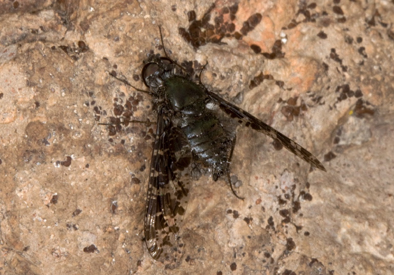 Anthrax irroratus? Bombyliidae