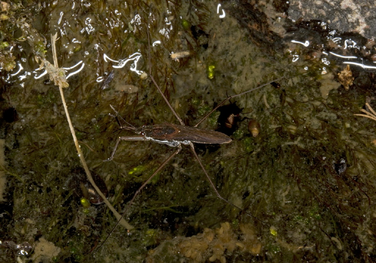 Gerris sp.? Gerridae